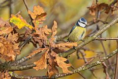 Eurasian Blue Tit perching/standing at United Kingdom