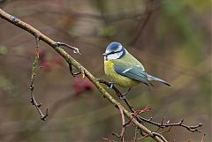 Eurasian Blue Tit perching/standing at United Kingdom