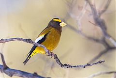 Evening Grosbeak