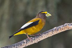 Evening Grosbeak