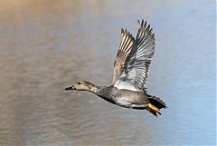 Gadwall flying at Colorado, United States