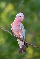 Galah perching/standing at Northern Territory, Australia
