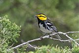 Golden-cheeked Warbler