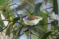 Gray-headed Parrotbill perching/standing at Chiang Mai, Thailand