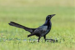 Great-tailed Grackle walking/running at Texas, United States