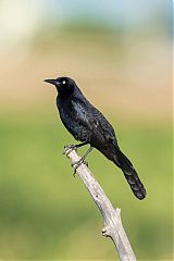 Great-tailed Grackle perching/standing at Colorado, United States