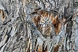 Great Horned Owl