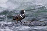 Harlequin Duck