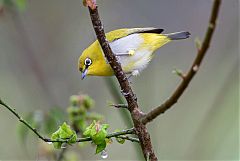 Indian White-eye perching/standing at Chiang Mai, Thailand