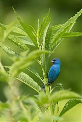 Indigo Bunting perching/standing at Tennessee, United States