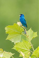 Indigo Bunting calling/singing at Tennessee, United States