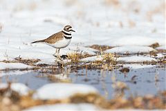 Killdeer