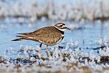 Killdeer