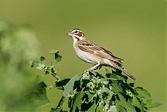 Lark Sparrow perching/standing at Colorado, United States