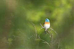 Lazuli Bunting perching/standing at Colorado, United States