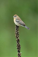 Lazuli Bunting perching/standing at Colorado, United States