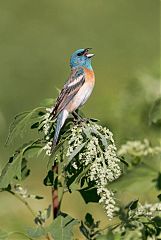 Lazuli Bunting calling/singing at Colorado, United States