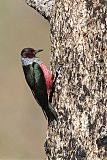 Lewis's Woodpecker