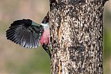 Lewis's Woodpecker