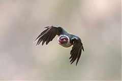 Lewis's Woodpecker flying at Colorado, United States