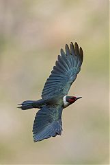 Lewis's Woodpecker flying at Colorado, United States