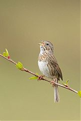 Lincoln's Sparrow calling/singing at Colorado, United States