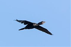 Little Cormorant flying at Phetchaburi, Thailand