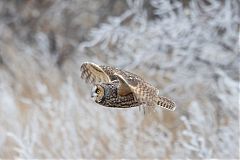 Long-eared Owl flying at Colorado, United States