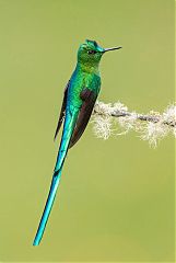 Long-tailed Sylph perching/standing at Colombia