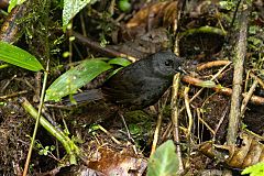 Long-tailed Tapaculo perching/standing at Ecuador