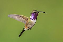 Lucifer Hummingbird flying at Texas, United States