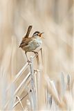 Marsh Wren