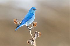 Mountain Bluebird