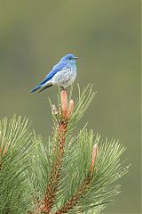 Mountain Bluebird perching/standing at Colorado, United States