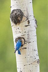 Mountain Bluebird perching/standing at Colorado, United States