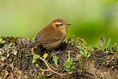 Mountain Wren perching/standing at Caldas, Colombia