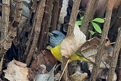 Mourning Warbler at Colorado, United States