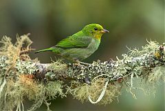 Multicolored Tanager perching/standing at Valle del Cauca, Colombia