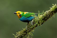 Multicolored Tanager perching/standing at Colombia