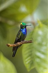 Napo Sabrewing