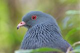 New Caledonian Imperial-Pigeonborder=