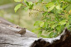 Northern House Wren perching/standing at Colorado, United States