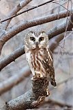 Northern Saw-whet Owl