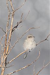 Northern Shrike