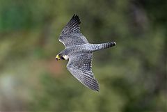 Peregrine Falcon flying at Colorado, United States