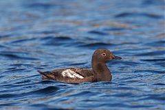 Pigeon Guillemot swimming at Washington, United States