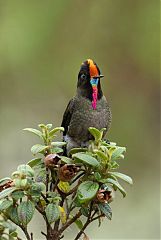Rainbow-bearded Thornbill