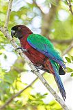 Red Shining-Parrotborder=