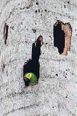Red-bellied Macaw nesting at Ecuador