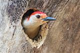 Red-bellied Woodpeckerborder=
